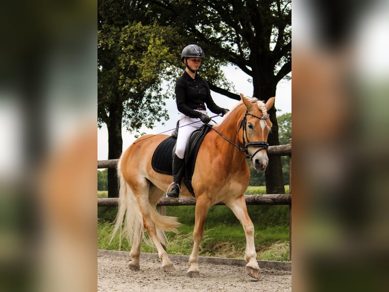 Haflinger Yegua 10 años 156 cm Alazán in Megchelen