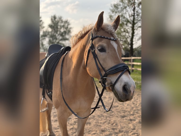 Haflinger Yegua 10 años 156 cm Alazán in Megchelen