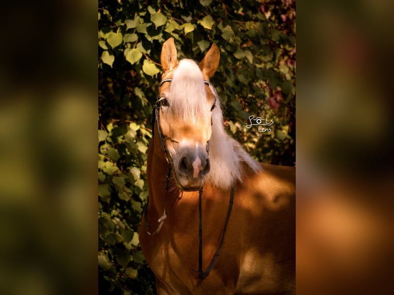 Haflinger Yegua 10 años 156 cm Alazán in Megchelen