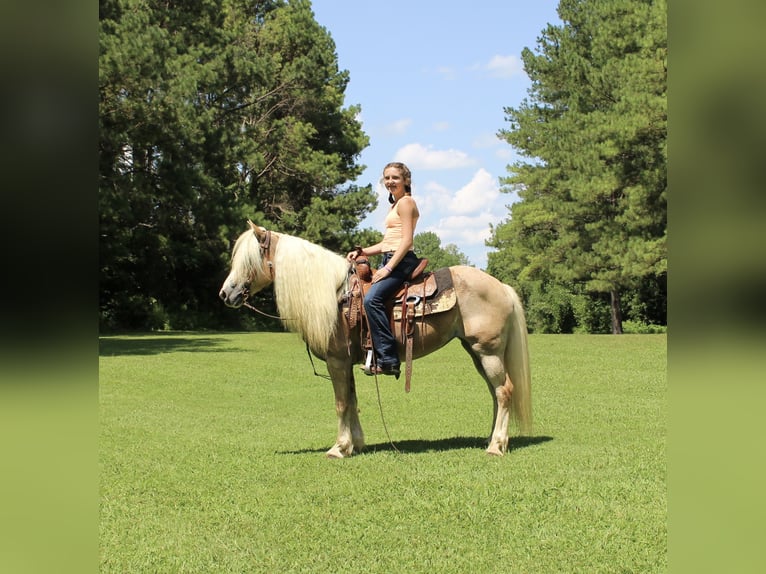 Haflinger Yegua 11 años 140 cm in Cleveland, TN
