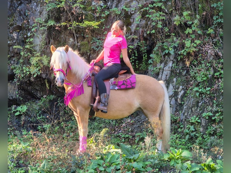 Haflinger Yegua 11 años 142 cm Alazán in Linkenbach