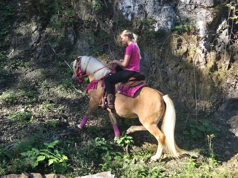 Haflinger Yegua 11 años 142 cm Alazán in Linkenbach
