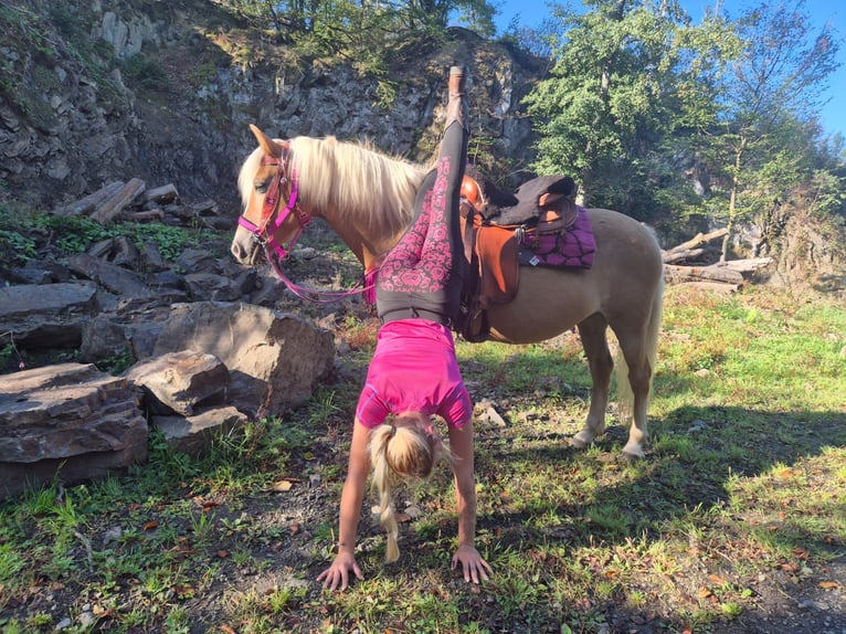 Haflinger Yegua 11 años 142 cm Alazán in Linkenbach