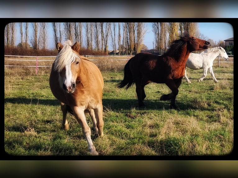 Haflinger Yegua 11 años 145 cm Alazán in Zahna-Elster