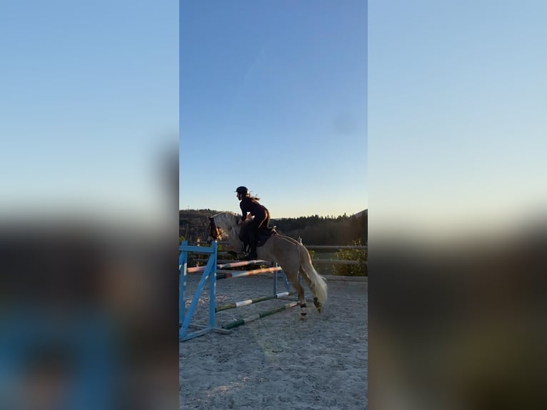 Haflinger Yegua 11 años 145 cm in Novo mesto