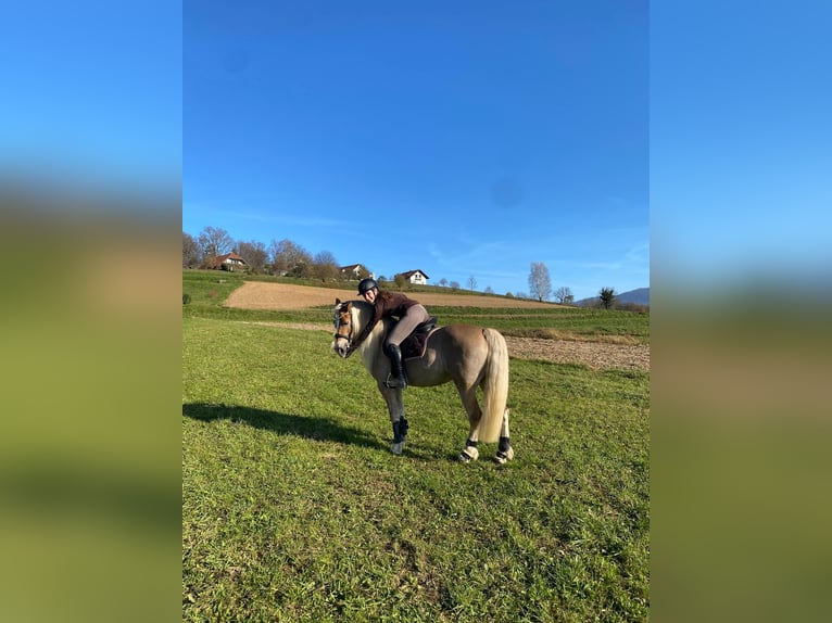 Haflinger Yegua 11 años 145 cm in Novo mesto