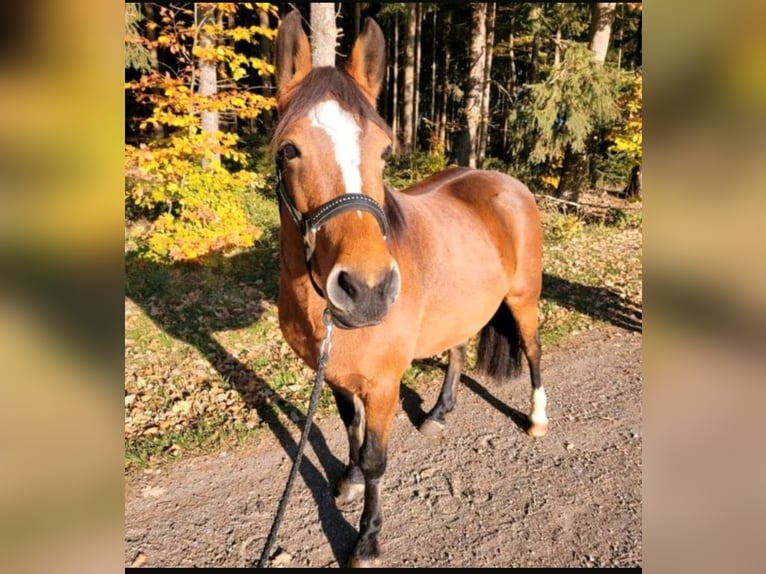 Haflinger Mestizo Yegua 11 años 145 cm Castaño in Gnarrenburg