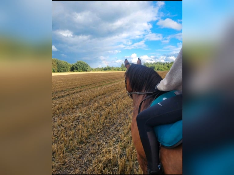 Haflinger Mestizo Yegua 11 años 145 cm Castaño in Gnarrenburg