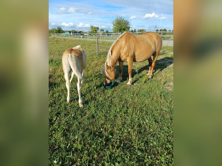 Haflinger Yegua 11 años 146 cm  in Varel Grünenkamp