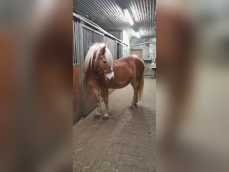 Haflinger Yegua 11 años 147 cm Alazán in Hemmingen