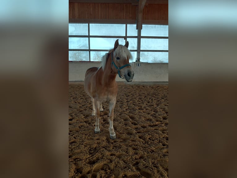 Haflinger Yegua 11 años 148 cm Alazán in Colmberg