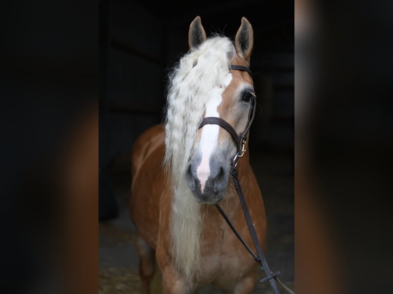 Haflinger Yegua 11 años 150 cm Castaño claro in Geilenkirchen