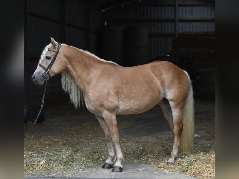 Haflinger Yegua 11 años 150 cm Castaño claro in Geilenkirchen