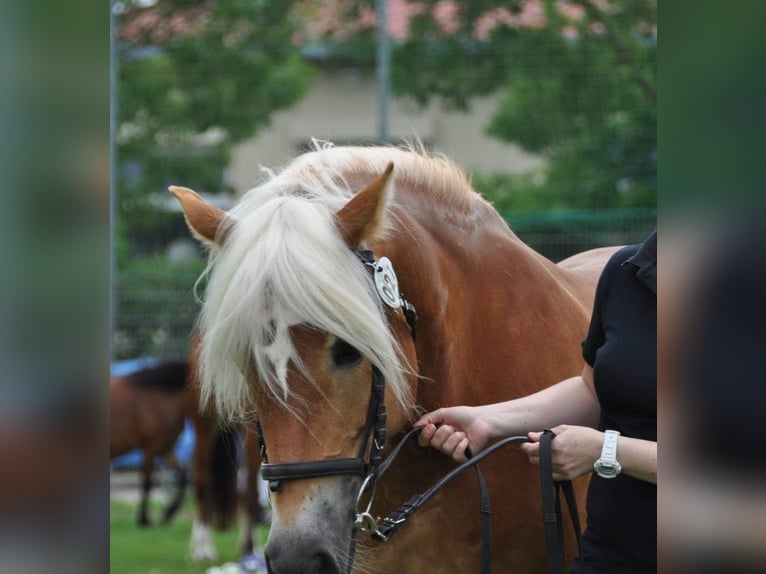 Haflinger Yegua 11 años 152 cm Alazán in Rauenberg