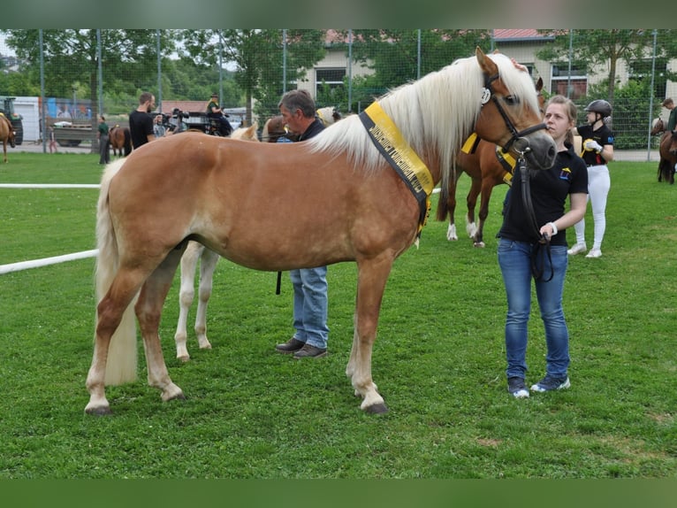 Haflinger Yegua 11 años 152 cm Alazán in Rauenberg