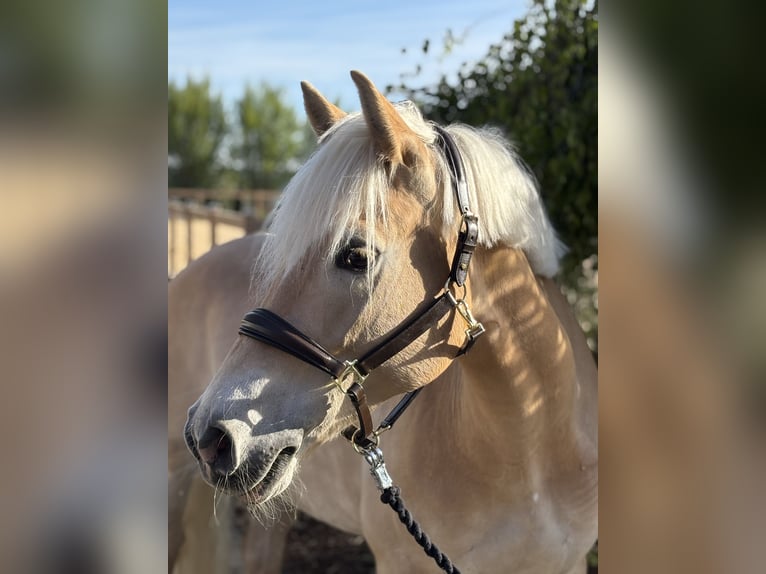 Haflinger Yegua 11 años 155 cm Alazán in Iggingen