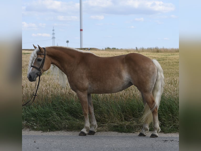Haflinger Yegua 11 años 155 cm Palomino in Geilenkirchen