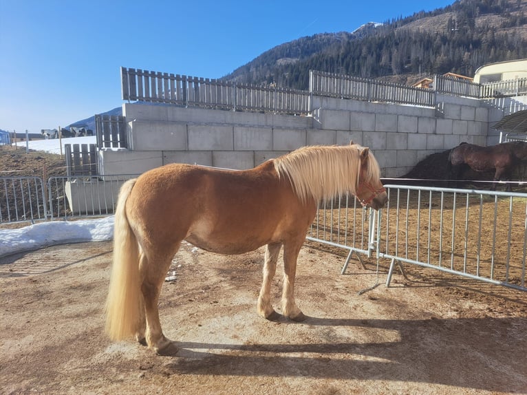 Haflinger Yegua 11 años  in Obertilliach