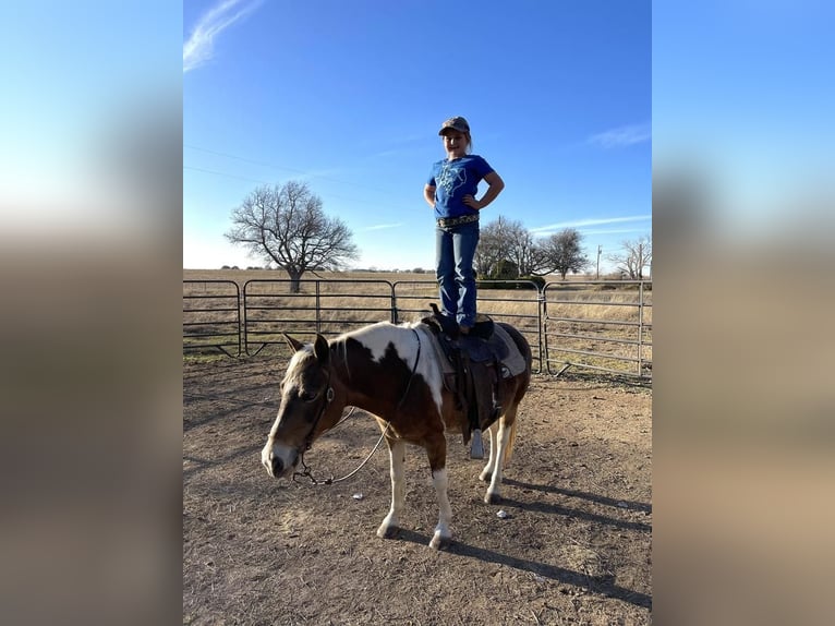 Haflinger Mestizo Yegua 12 años 124 cm in Hillsboro, TX
