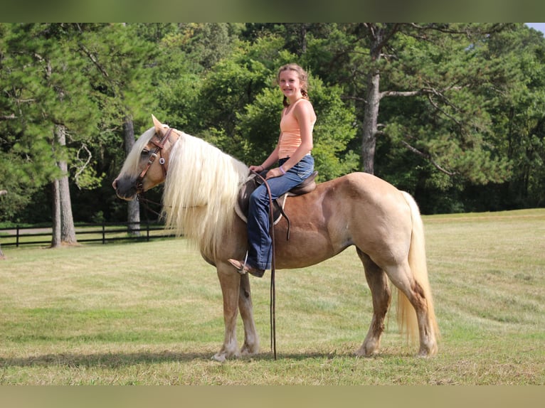 Haflinger Yegua 12 años 140 cm in Cleveland, TN