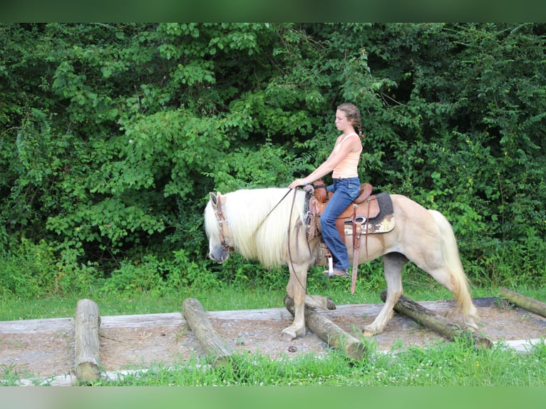 Haflinger Yegua 12 años 140 cm in Cleveland, TN
