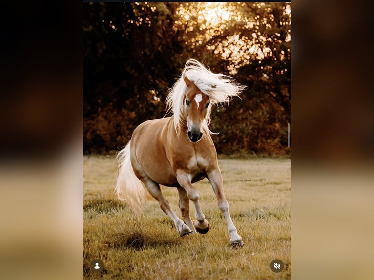 Haflinger Yegua 12 años 148 cm Alazán in Wuppertal
