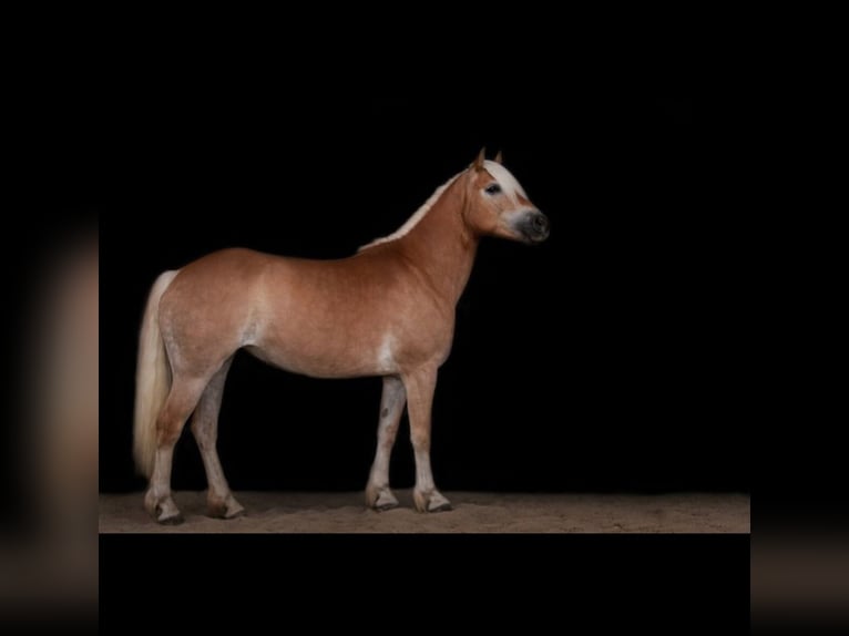 Haflinger Yegua 12 años 148 cm Alazán in Wuppertal
