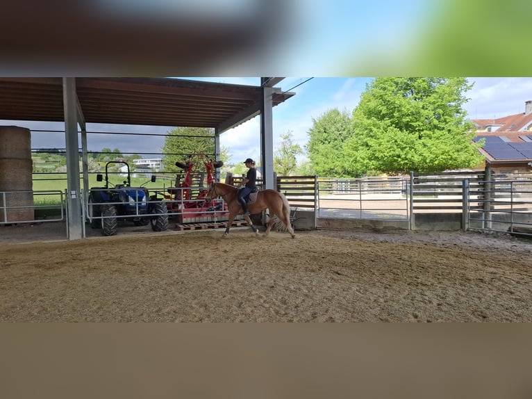 Haflinger Yegua 12 años 148 cm Alazán in Tübach
