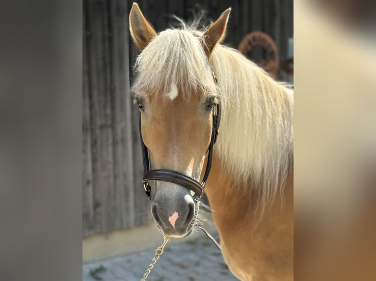 Haflinger Yegua 12 años 150 cm Alazán in Mainbernheim