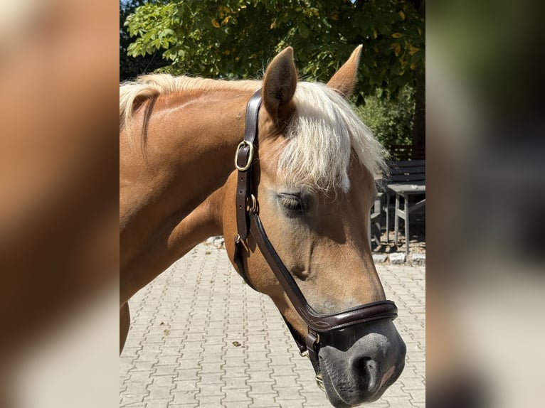 Haflinger Yegua 12 años 150 cm Alazán in Mainbernheim
