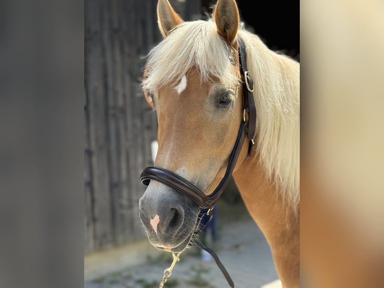 Haflinger Yegua 12 años 150 cm Alazán in Mainbernheim