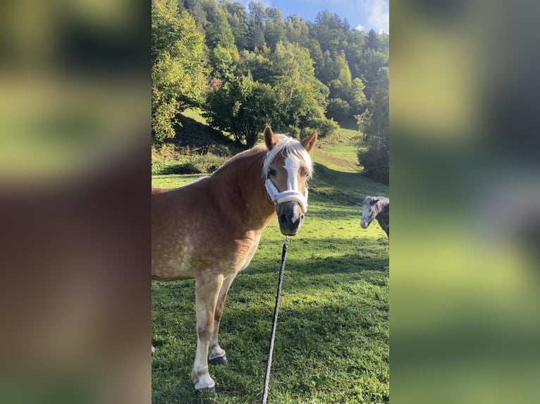Haflinger Yegua 12 años 150 cm Alazán in Murau