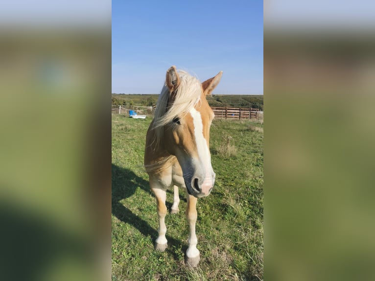 Haflinger Yegua 12 años 150 cm Alazán in Stettenhof
