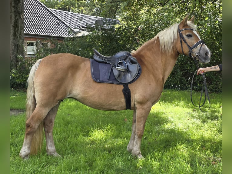 Haflinger Yegua 12 años 150 cm Alazán in Wachtendonk