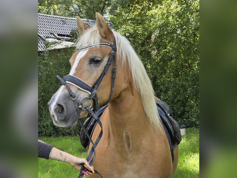 Haflinger Yegua 12 años 150 cm Alazán in Wachtendonk
