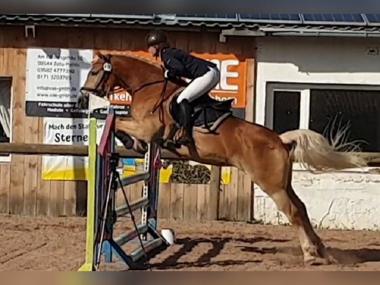 Haflinger Yegua 12 años 153 cm Alazán in Bösleben