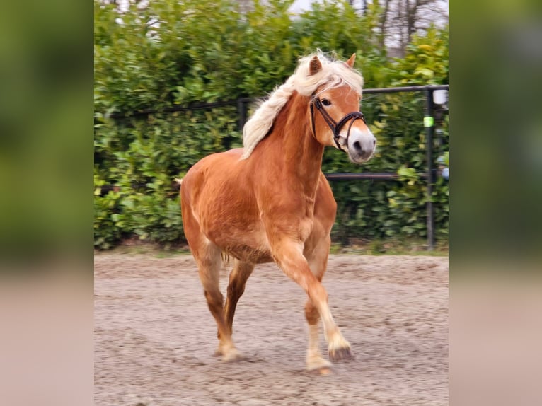 Haflinger Yegua 12 años 153 cm  in Someren