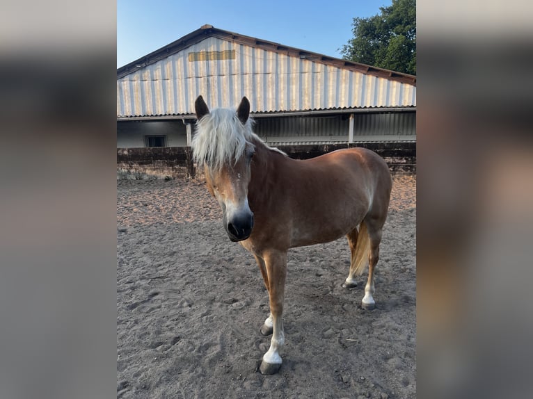 Haflinger Yegua 12 años 155 cm Alazán in Eschweiler