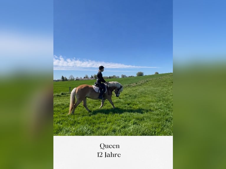 Haflinger Yegua 12 años 155 cm Alazán in Nettersheim