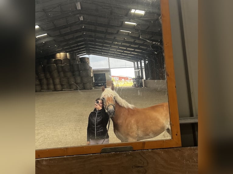 Haflinger Yegua 12 años 156 cm Alazán in Eschweiler