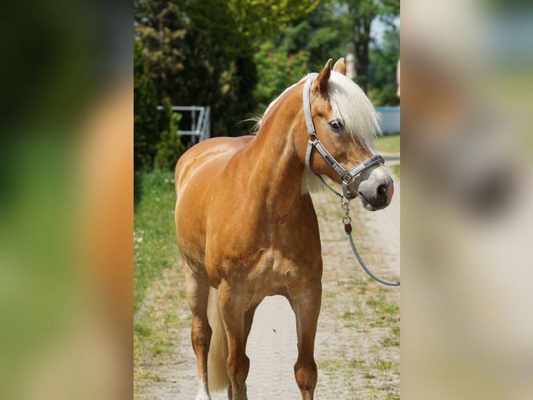 Haflinger Yegua 12 años 158 cm  in Schmogrow-Fehrow