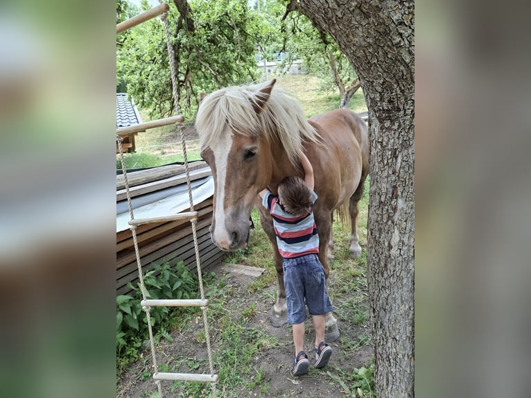 Haflinger Yegua 12 años  in Döllach