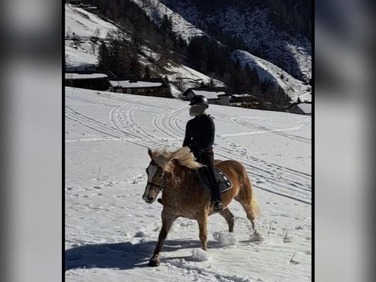 Haflinger Yegua 12 años  in Döllach