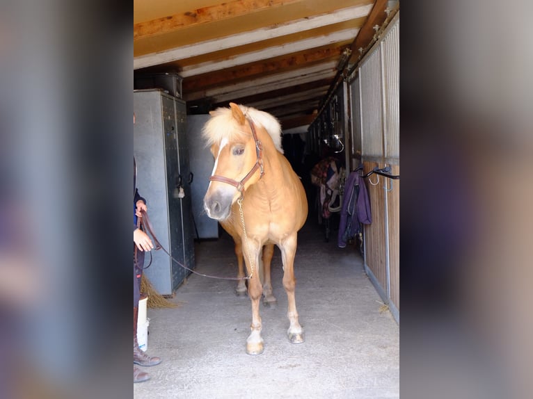 Haflinger Mestizo Yegua 13 años 140 cm Palomino in Dietikon