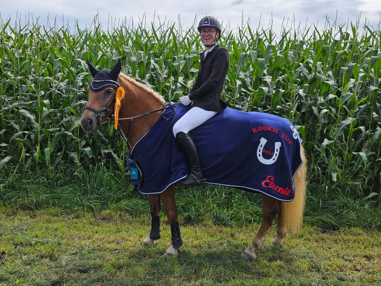 Haflinger Yegua 13 años 143 cm Alazán in Langen