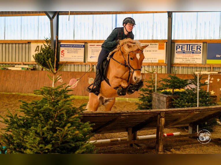 Haflinger Yegua 13 años 143 cm Alazán in Langen