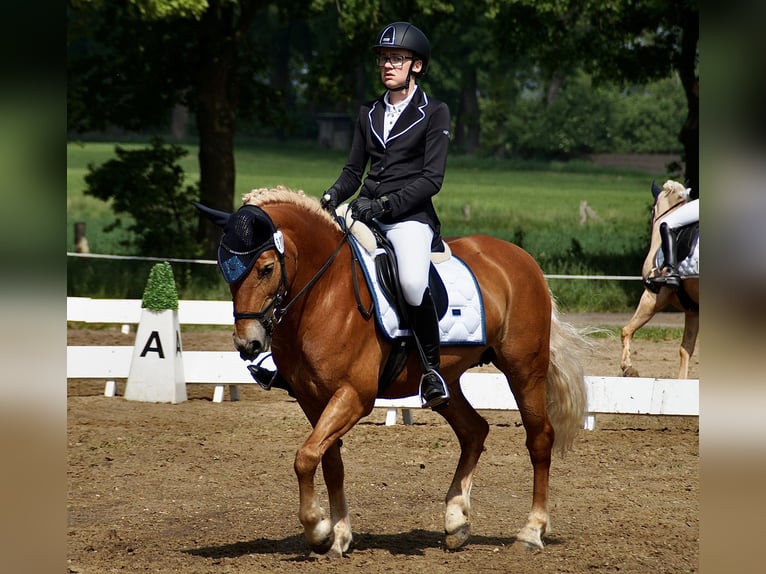 Haflinger Yegua 13 años 143 cm Alazán in Langen