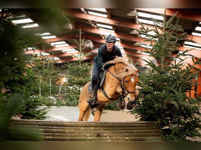 Haflinger Yegua 13 años 143 cm Alazán in Langen