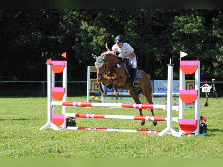 Haflinger Yegua 13 años 143 cm Alazán in Langen