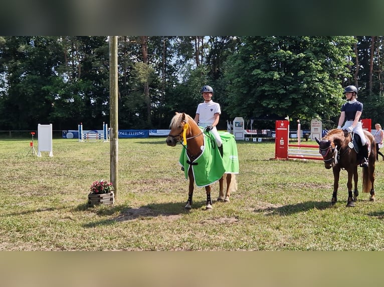 Haflinger Yegua 13 años 143 cm Alazán in Langen